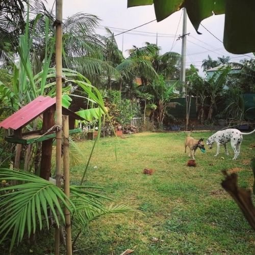 Vu Jardin avec 2 chiens - Pension Canine Familiale Crapules et cie 974