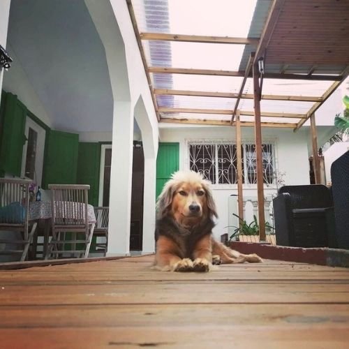 Vu varangue avec Sydney Pension Canine Familiale Crapules et cie 974