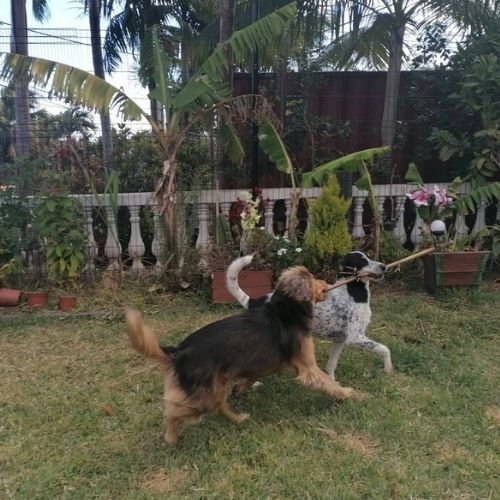 Vu jardin avec 2 chiens qui jouent - Pension Canine Familiale Crapules et cie 974