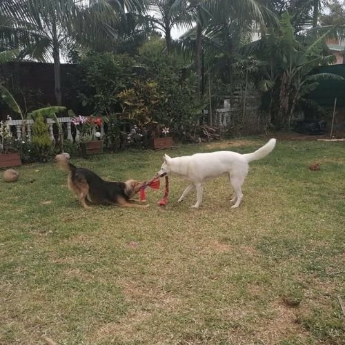 Vu jardin avec 2 chiens qui jouent- Pension Canine Familiale Crapules et cie 974