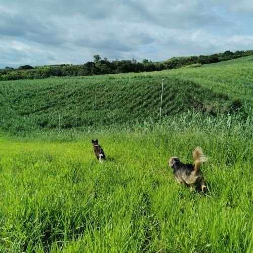 Balade prairie avec chiens - Pension Canine Familiale Crapules et cie 974