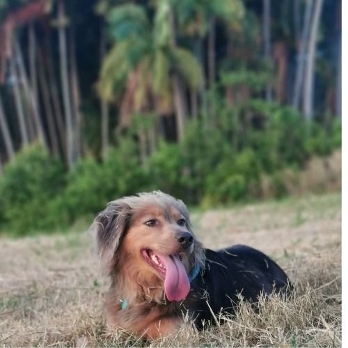 Chien Sydney allongée devant palmier- Pension Canine Familiale Crapules et cie 974