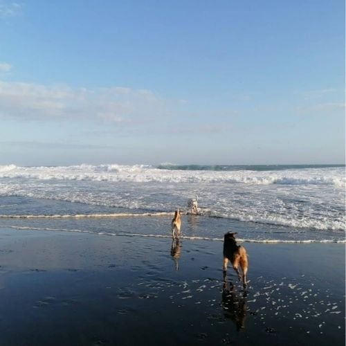 Photo balade a la mer avec chiens qui courent- Pension Canine Familiale Crapules et cie 974