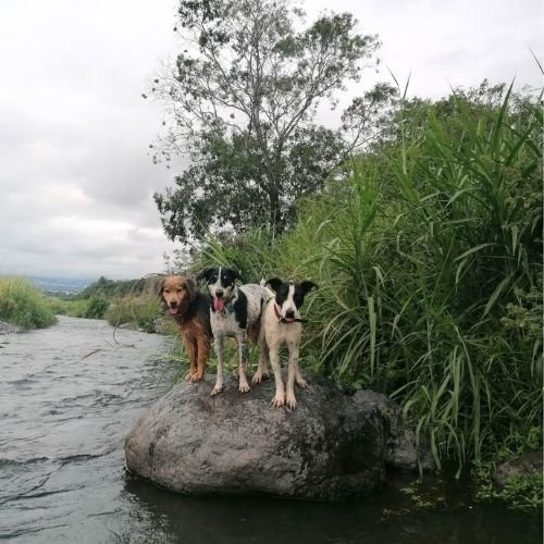 3 chiens sur un rocher à la rivière- Pension Canine Familiale Crapules et cie 974