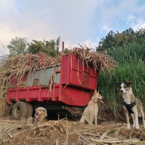 36 chiens devant une remorque remplie de cannes a sucre- Pension Canine Familiale Crapules et cie 974