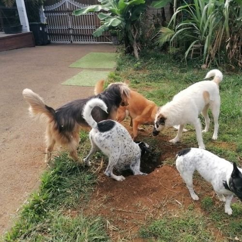 Vu jardin chiens qui nouent dans un trou- Pension Canine Familiale Crapules et cie 974